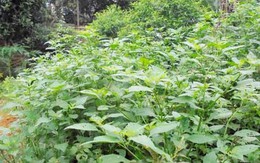 Rộ mốt trồng rau rừng 'cứu đói' ở Hà Nội