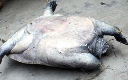 Bắt được ba ba “khủng”, nghi là “cố nhân” mất tích... 30 năm trước