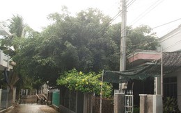 Trèo cột điện bắt ong, bị điện giật chết cháy