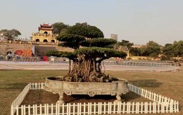 Đại gia Thanh Hóa chi 4 tỷ mua cây sanh 100 năm tuổi