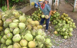 Mới đầu mùa nóng, dừa, mía đã tăng giá hơn 30%