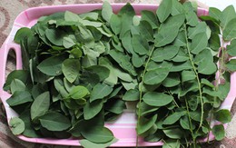 Vì sao sau sinh ai cũng bắt ăn rau ngót?