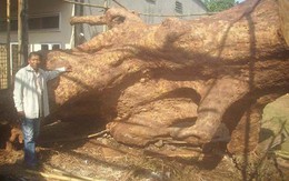 Những gốc cây giá bạc tỷ ở Việt Nam