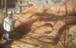 Bỏ 2 tỷ đồng mua gốc cây bàng 700 tuổi
