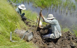 Chết khiếp chuột khủng trên bàn nhậu