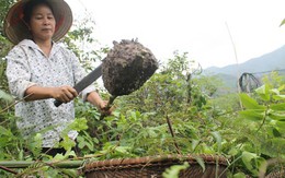 Mùa trứng kiến: Săn lộc rừng đãi nhà giàu