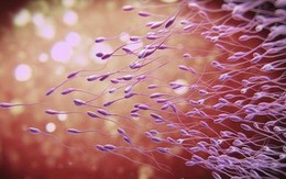 Những khám phá mới về "con giống" của đàn ông