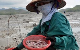 Thu tiền triệu mỗi ngày nhờ bắt sá sùng