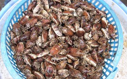 Dân Bảy Núi kiếm nửa triệu đồng mỗi ngày nhờ săn bọ rầy