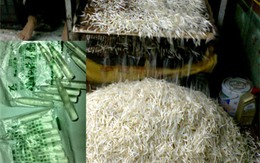 Cách phân biệt giá đỗ dùng chất kích thích