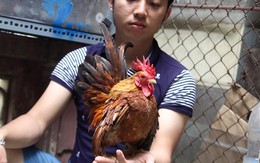 Choáng với thú chơi gà cảnh ngàn đô