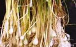 Công dụng chữa bệnh từ hành tăm