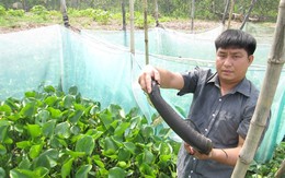 Nuôi rắn ri voi lãi trăm triệu mỗi năm