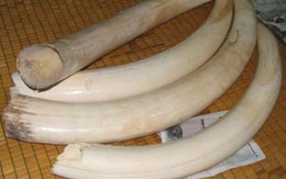 Đại gia trấn giữ uy quyền bằng răng nanh voi đực