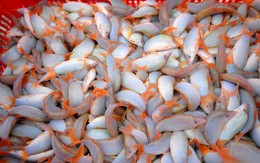 Cá heo nhỏ bằng 3 ngón tay ở miền Tây