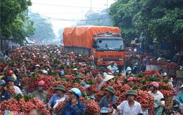 Hàng nghìn xe chở vải làm ùn tắc quốc lộ
