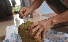 Nhận biết mít chín hảo hạng nhờ bơm hóa chất