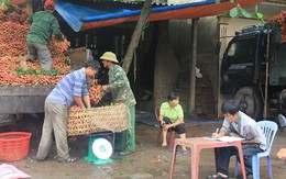 Lục Ngạn: Khách lẻ được cho không vải thiều