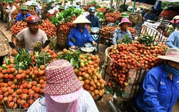Vải thiều: Nhà giàu Trung Quốc thèm, nhà nghèo Việt chê