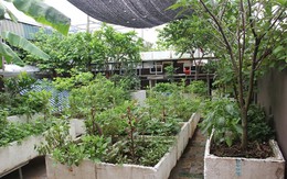 Trồng rau quả ở sân thượng, đầu tư vài chục nghìn ăn cả năm