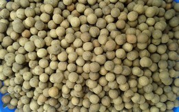 Óc chó rừng Việt Nam giá rẻ 'lên phố'