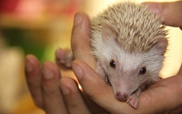 2,5 triệu đồng/con nhím cảnh màu 'độc'