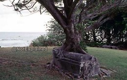 Quan tài mọc ra ở chính giữa gốc cây ?