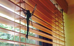 Chuồn chuồn khổng lồ dài tới 20cm