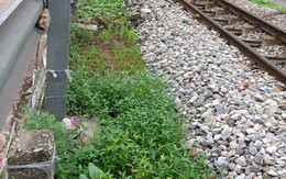 Rau sạch trên kênh thối: Hà Nội ‘khổ quá hóa khôn’
