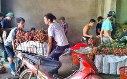 Bê vải ngủ gật cũng kiếm bạc triệu mỗi ngày