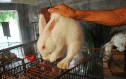 Thu lợi nhuận bạc tỷ nhờ nuôi 15.000 con thỏ
