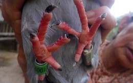 Bắt được chim bồ câu mang ký tự lạ trên thân