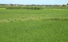 Thi thể phụ nữ tử vong bất thường bên bờ ruộng