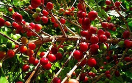 6 loại thức ăn sẽ tăng giá chóng mặt trong tương lai