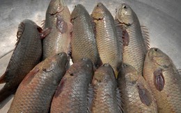 Cá rô đầu vuông giá 16.000 đồng/kg, nông dân miền Tây đổ nợ