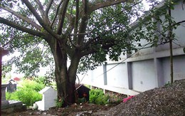 Kinh hãi phát hiện xác chết treo cổ trên cây đa