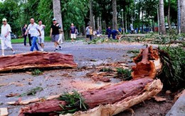 Nhánh cây lớn gẫy trên đầu, người tập thể dục bỏ chạy thục mạng