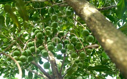 Cận cảnh cây 'tỷ đô' của Việt Nam