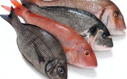 Mẹo giữ cá tươi lâu không cần tủ lạnh