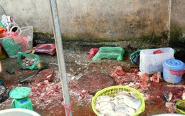 Cá ươn lóc sẵn giá 20.000 đồng/kg ở chợ đầu mối