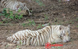 Đại gia 'điếu cày': 70 tỷ nuôi hổ trắng, tê giác châu Phi