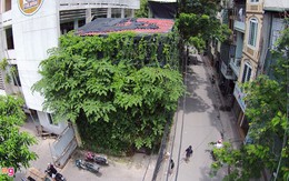 Người Hà Nội chi tiền tỷ phủ cây xanh kín nhà