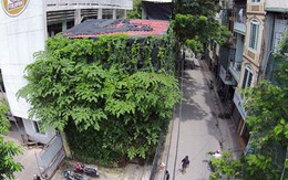 Chi tiền tỷ mang “rừng” về phủ xanh nhà giữa thủ đô