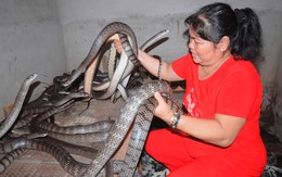 Trại rắn hổ hèo cho thu nhập trăm triệu mỗi năm ở miền Tây