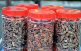 Hạt bàng Côn Đảo giá nửa triệu/kg hút khách công sở Hà Nội