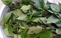150.000 đồng/kg lá cẩm nấu xôi ngũ sắc cúng Rằm tháng bảy