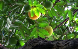 Rừng thị cổ Đồ Sơn mùa quả chín