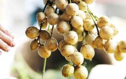 Dâu Hạ Châu vào mùa giúp nông dân lãi 130 triệu đồng/ha
