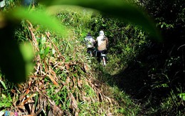 Kiếm sống bằng nghề hái rau choại ở ngoại thành Sài Gòn