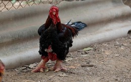 8 món ăn đắt đỏ của Việt Nam